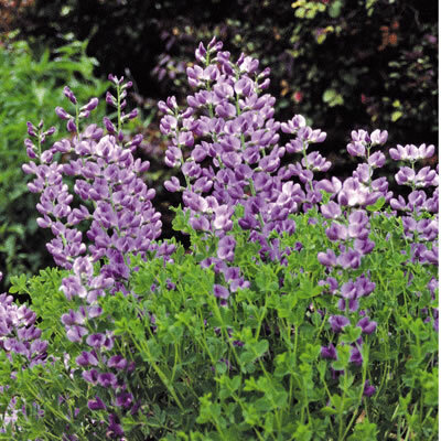 [P_227] Baptisia australis minor