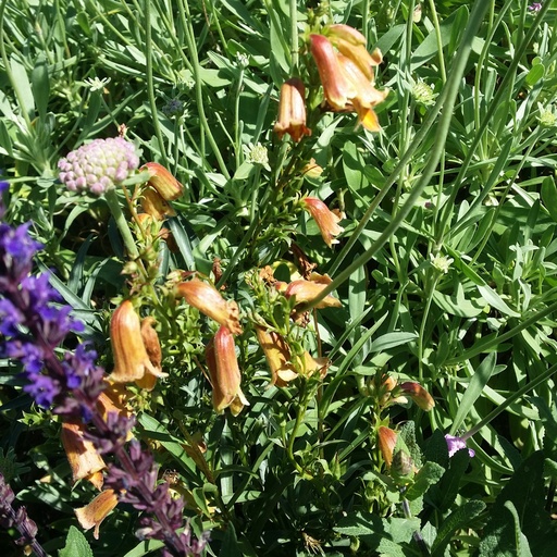 [P_372] Digitalis obscura