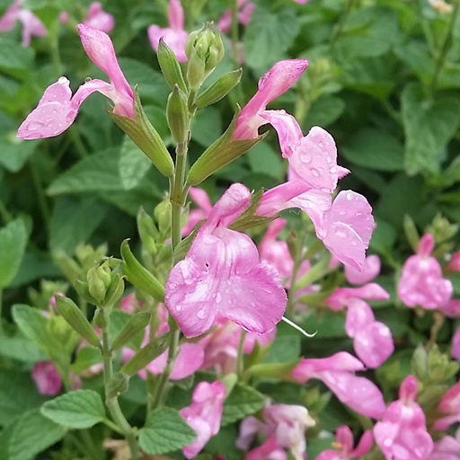 [P_379] Salvia 'Musk Pink'