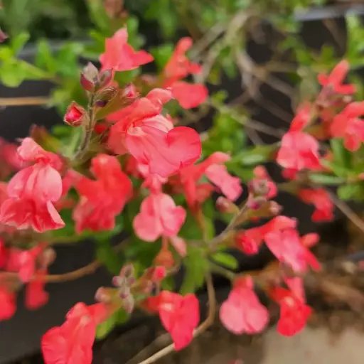 [3325] Salvia greggii - Tangerine