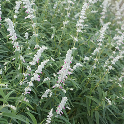 [P_279] Salvia leucantha Pink Velour Sage