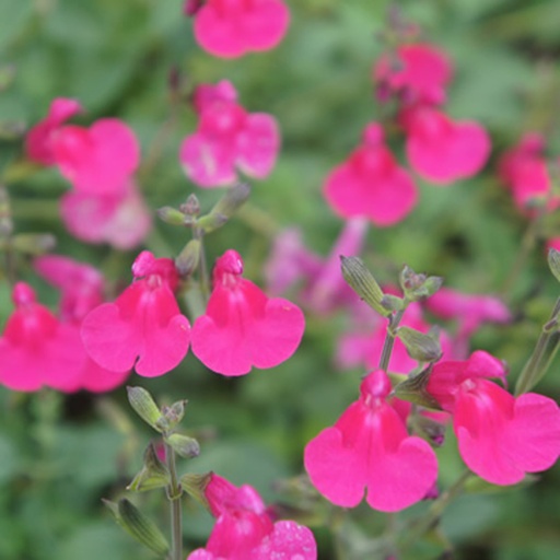 [P_132] Salvia microphylla - 'Cyclamen'
