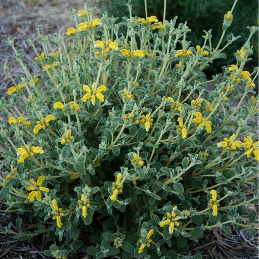 [P_324] Phlomis lanata - 'Dwarf Jerusalem Sage'