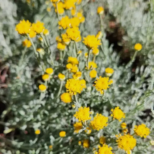 [P_194] Santolina chamaecyparissus nana - Dwarf Lavender Cotton