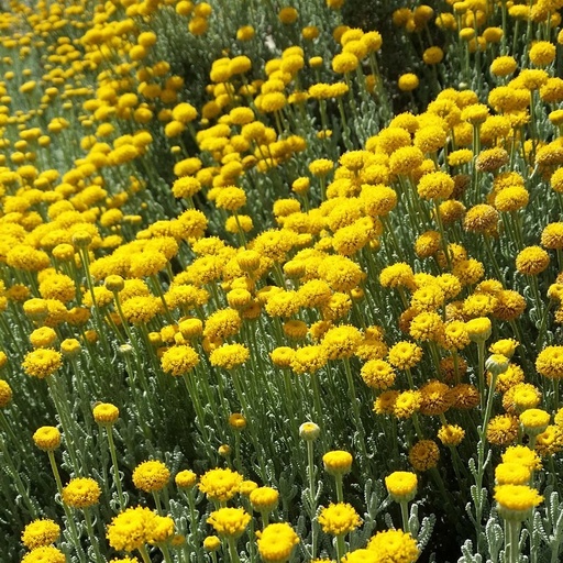 [P_469] Santolina insularis - 'Dwarf Lavender Cotton'