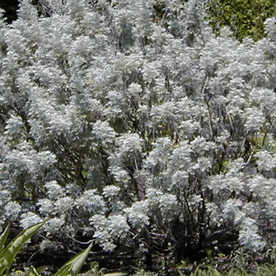 [P_25] Artemisia arborescens - Tree wormwood