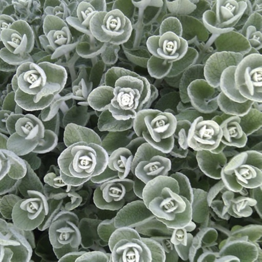 [P_183] Ballota pseudodictamnus 'Nana'