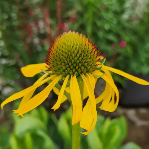 [P_225] Echinacea paradoxa var paradoxa