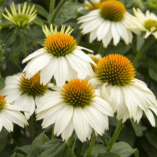 [1127] Echinacea purpurea Alba - White Swan