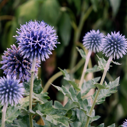 [P_223] Echinops ritro - Violet Globe Thistle