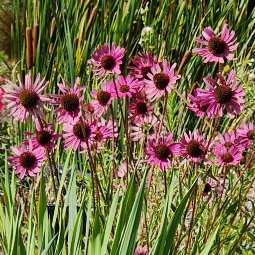 [67923] Echinacea tennesseensis 'Rocky Top Hybrids'
