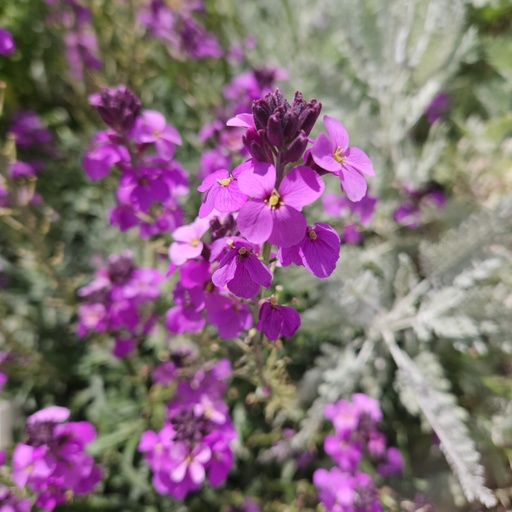 [P_46] Erysimum - Bowles Mauve
