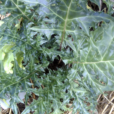 [P_7] Acanthus spinosus - Spiny oyster plant