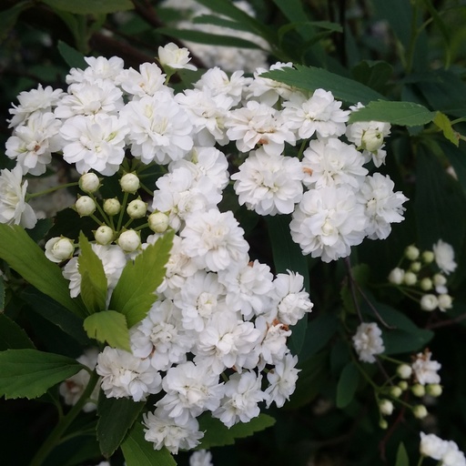 [3110] Spiraea cantoniensis - 'Flore Pleno' Double Flowered May Bush