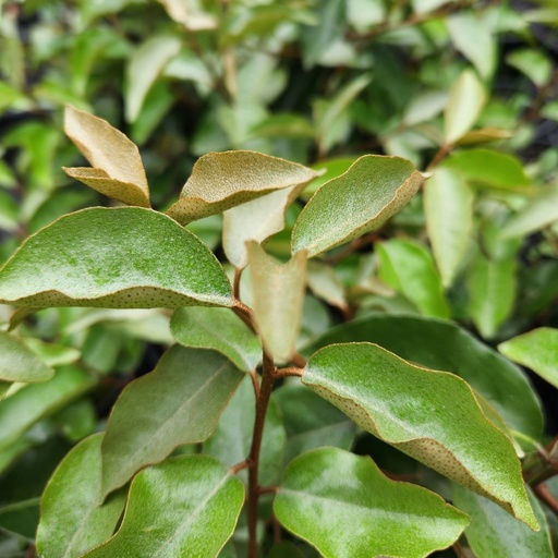 [1115] Eleagnus macrophylla