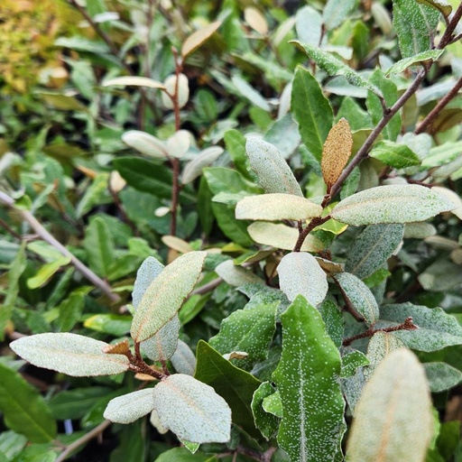 [46720] Eleagnus pungens
