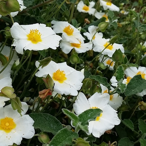 [67071] Cistus salviifolius 'Prostrata'