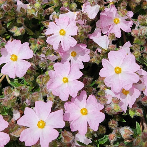 [P_38] Cistus x skanbergii - Silver Pink Rock Rose