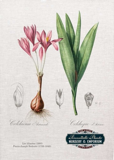 [67920] 'Colchicum Autumnale' Linen Tea Towel