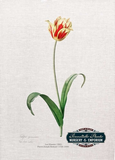 [67918] 'Tulipa Gesneriana' Linen Tea Towel