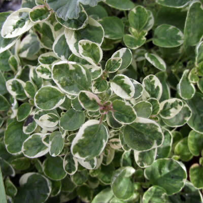 [P_82] Origanum vulgare variegatum - Country Cream