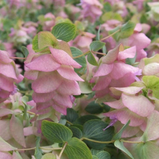 [P_244] Origanum 'Kent Beauty'