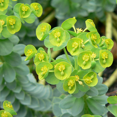Euphorbia myrsinites 'Creeping Spurge'