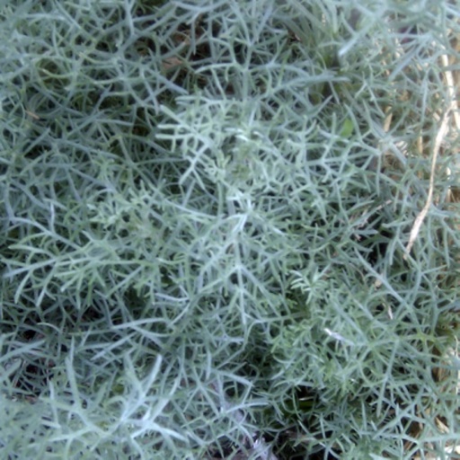 [P_26] Artemisia alba 'Canescens'