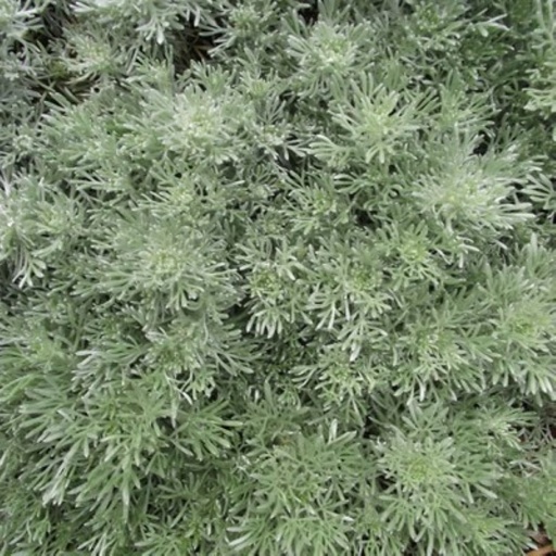 [P_238] Artemisia schmidtiana Nana