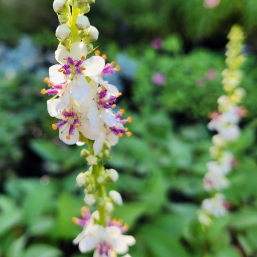 [68191] Verbascum chaixii f. album 'Wedding Candles'