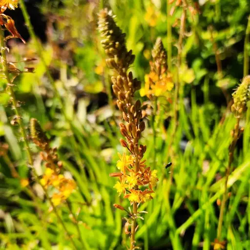 Bulbine frutescens 'Avera Sunset Orange'