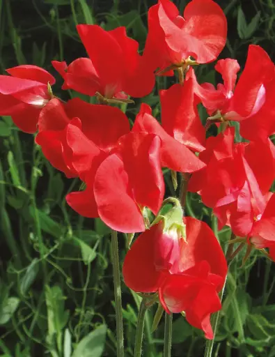 [5830] Sweet Pea - Air Warden