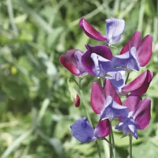 [6592] Sweet Pea - Cupani