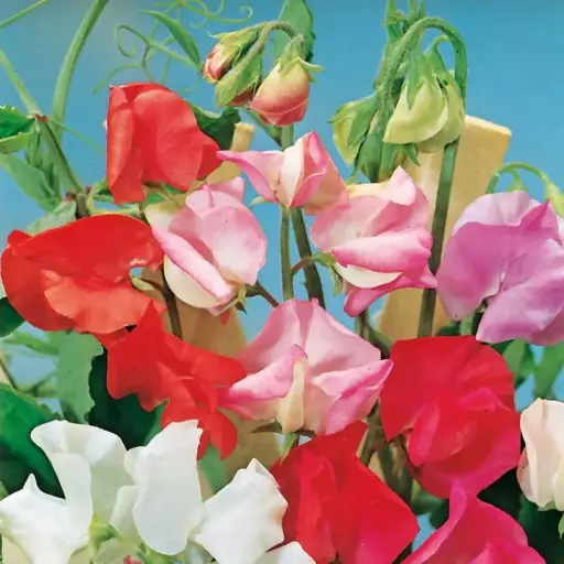[5061] Sweet Pea - Early Multiflora Gigantica