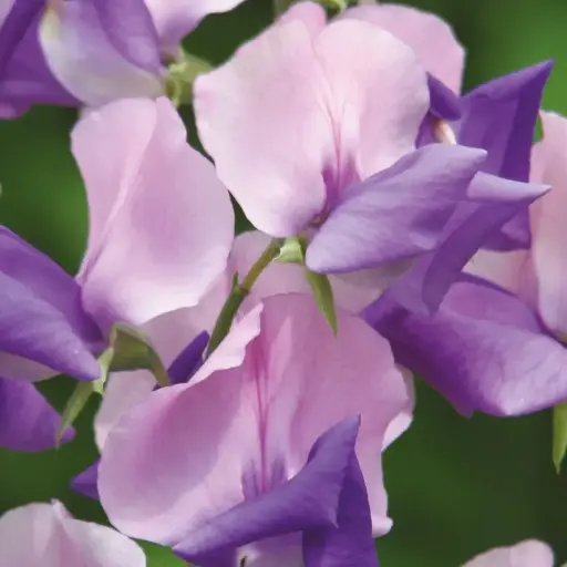 [5175] Sweet Pea -Erewhon