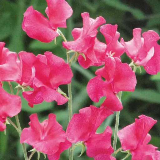 [6052] Sweet Pea - Lipstick