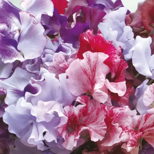 [6053] Sweet Pea - Metaphor Mixed