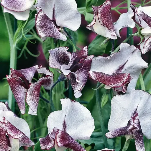 [5181] Sweet Pea - Nimbus