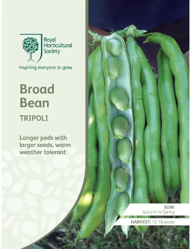 [4123] RHS Seeds - Tripoli Broad Bean Seeds