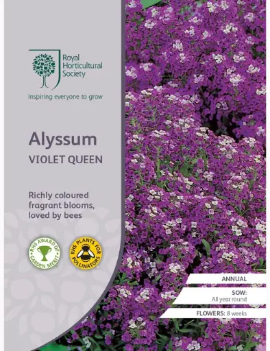 [4182] RHS Seeds - Alyssum Violet Queen