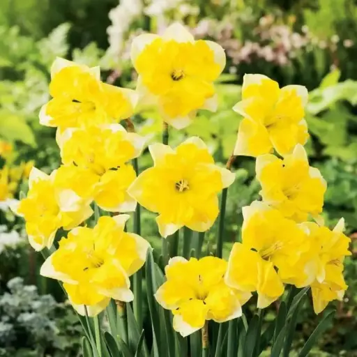 [8212] Daffodil Chanterelle 