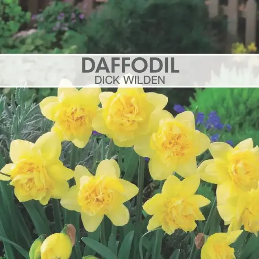 [8550] Daffodil Dick Wilden 
