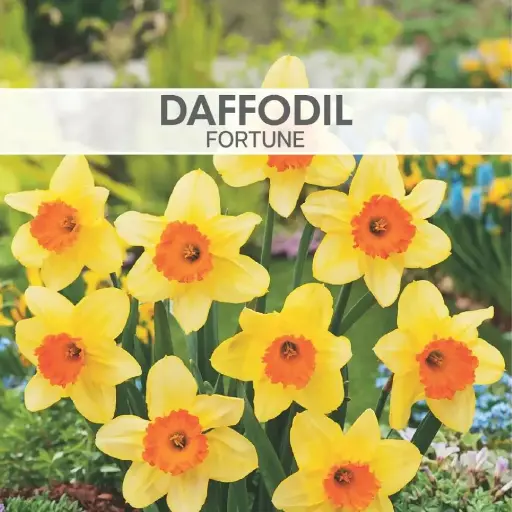 [8055] Daffodil Fortune