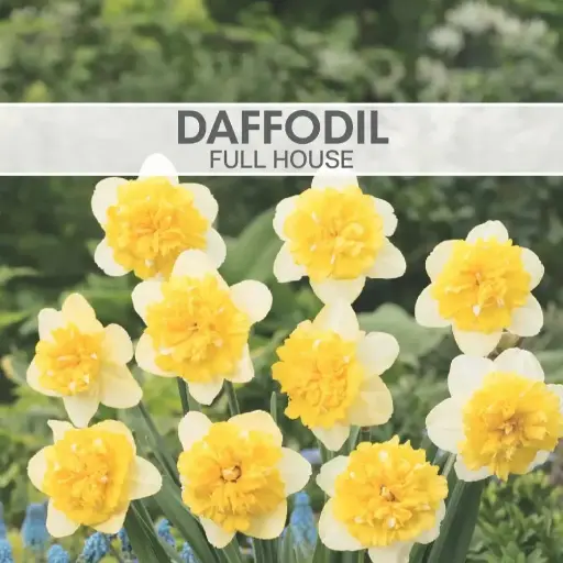 [8214] Daffodil Full House