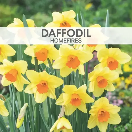 [8845] Daffodil Homefires
