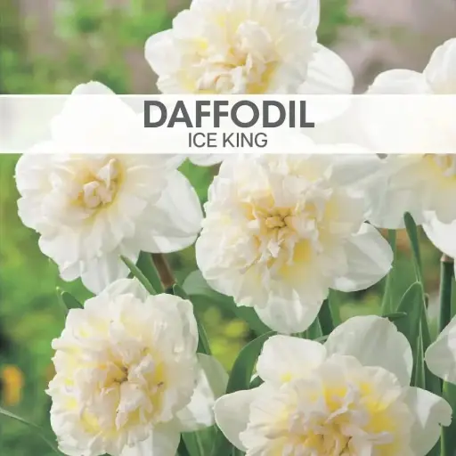 [7964] Daffodil Double Ice King
