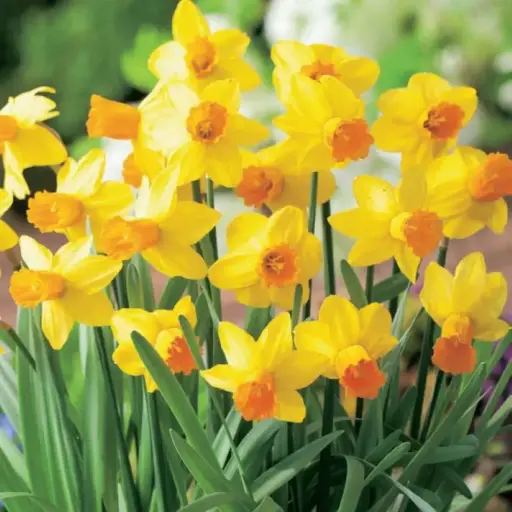 [8605] Daffodil Jet Fire