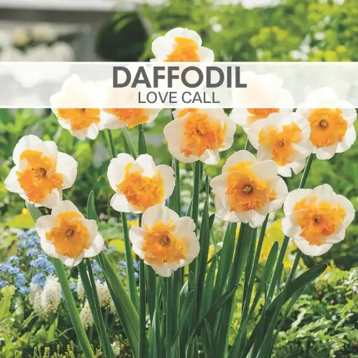 [8216] Daffodil Love Call