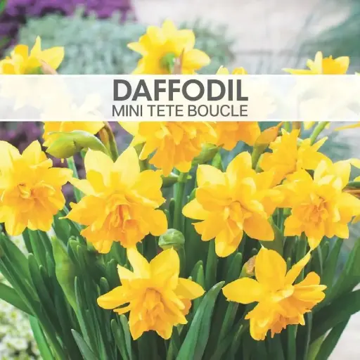 [8022] Daffodil Mini Tete Boucle