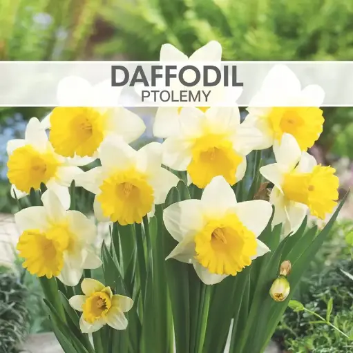 [8110] Daffodil Ptolemy